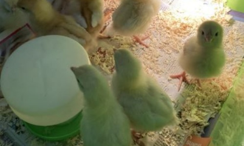 Happy Chicks - Update